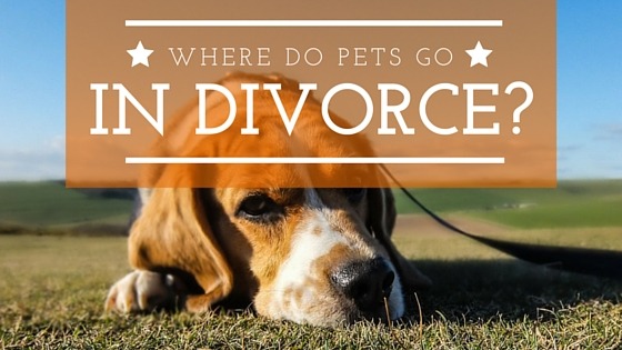 Where do pets go in a divorce?