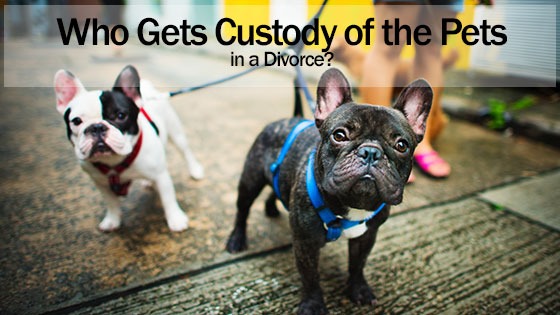 Who Gets Custody of the Pets in a Divorce? 