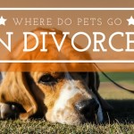 Where do pets go in a divorce?