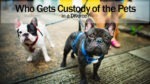 Who Gets Custody of the Pets in a Divorce?